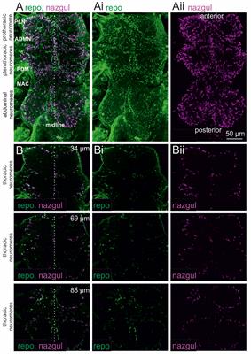 Tyramine Actions on Drosophila Flight Behavior Are Affected by a Glial Dehydrogenase/Reductase